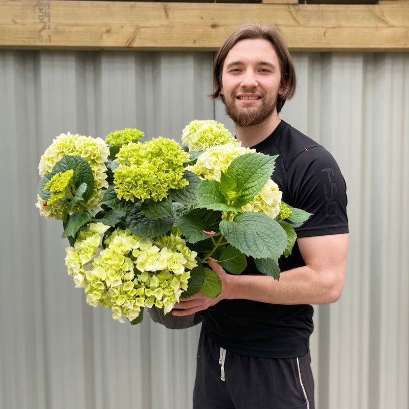 Hydrangea macrophylla 'White Ball' 9cm-10L -