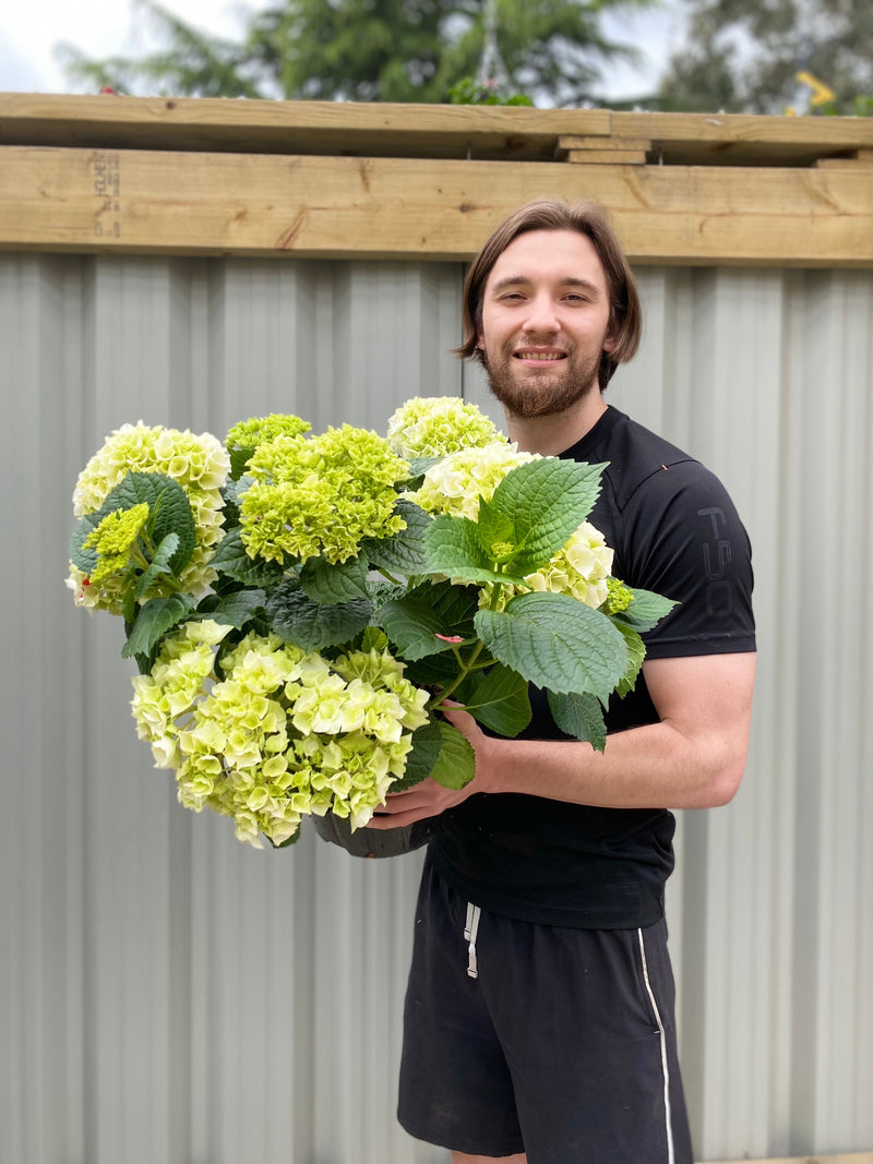 Hydrangea macrophylla 'White Ball' 9cm-10L -