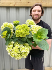 Hydrangea macrophylla 'White Ball' 9cm-10L -