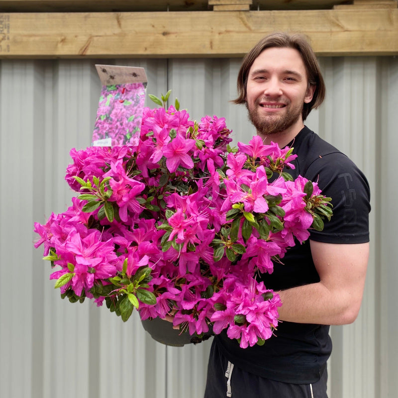 Azalea 'Koningstein' 10L -