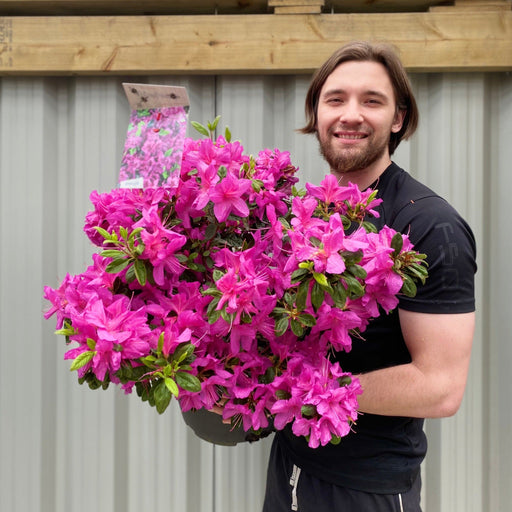 Azalea 'Koningstein' 10L -