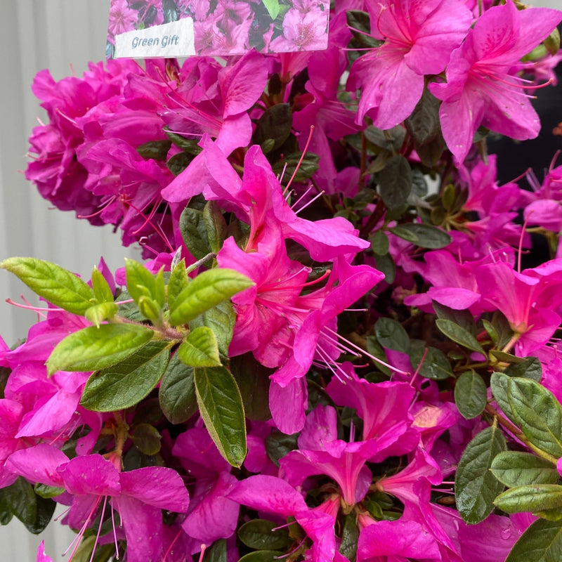 Azalea 'Koningstein' 3L -