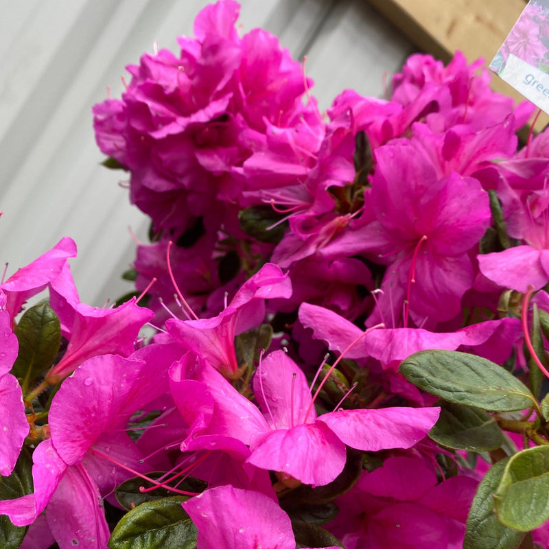 Azalea 'Koningstein' 10L -