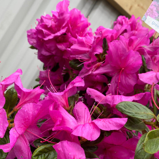 Azalea 'Koningstein' 3L -