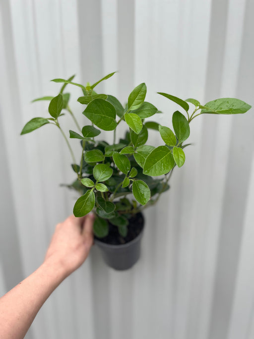 Viburnum tinus 'Eve Price' 9cm-7.5L -