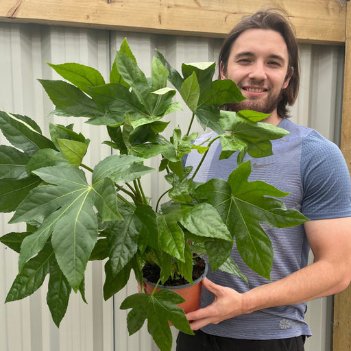 Fatsia japonica 2L (60-70cm) -