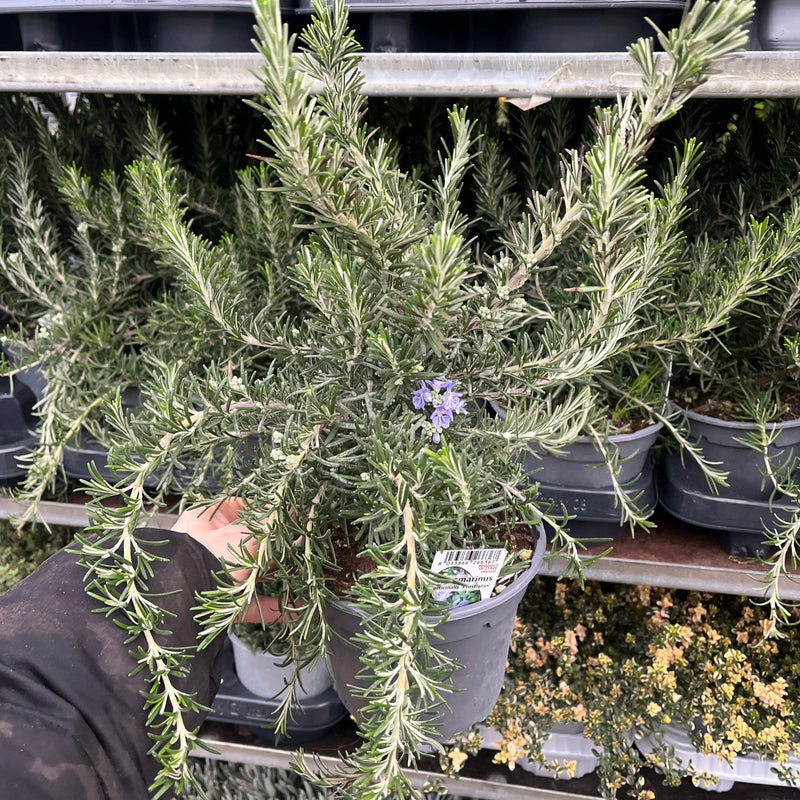 Rosmarinus officinalis 'Prostratus Group' 9cm-2L -