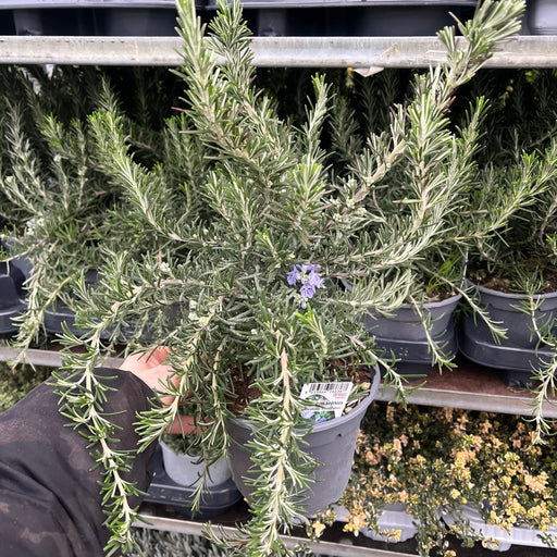 Rosmarinus officinalis 'Prostratus Group' 9cm-2L -