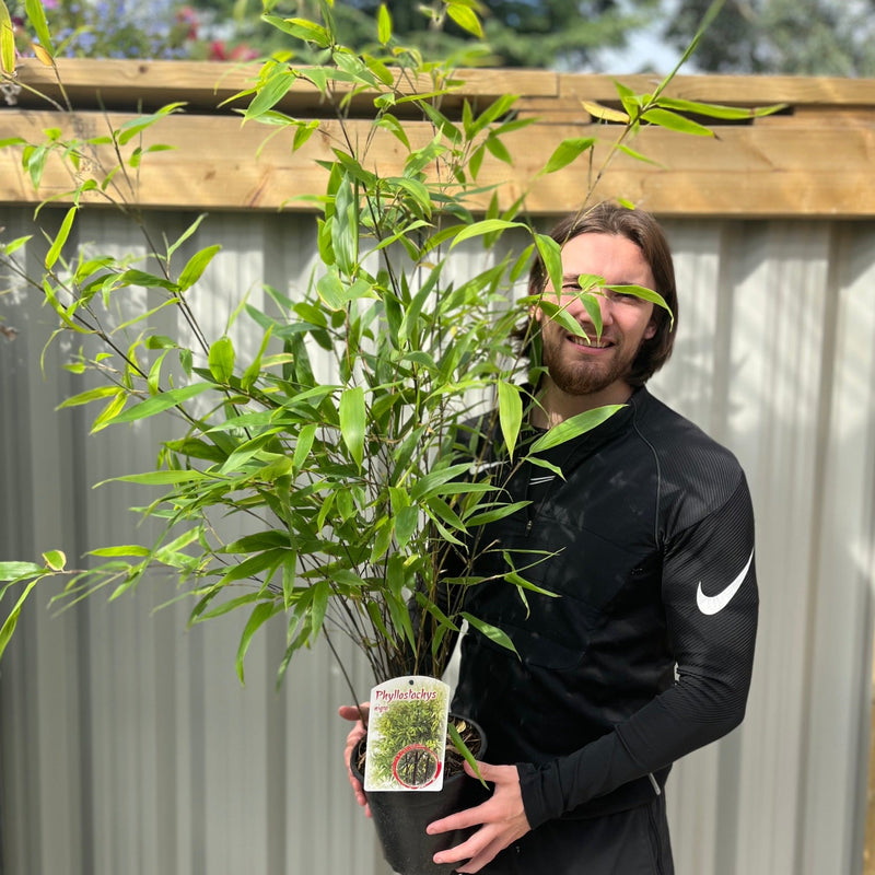 Phyllostachys nigra | Black Bamboo 80-90cm (Multi-Buy Offers) -