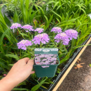 Iberis 'Mermaid Lavender' 9cm/1.5L -