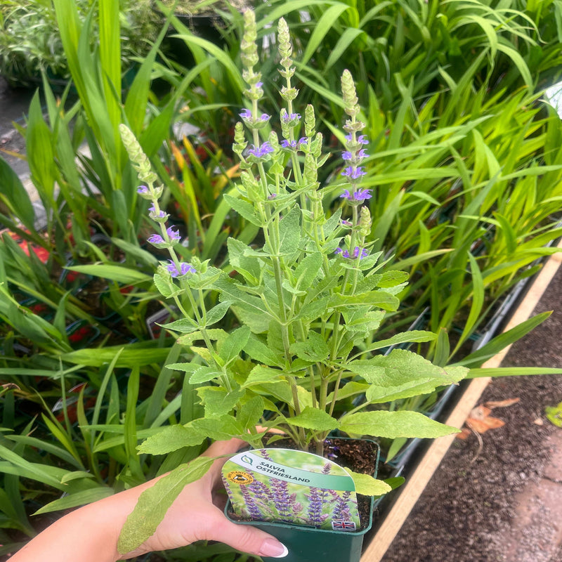 Salvia nemorasa 'Ostfriesland' Blue 9cm / 2L -