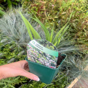 Libertia formosa 9cm/2L -