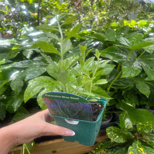 Perovskia 'Blue Steel' 9cm Pot -