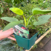 Rudbeckia Green Wizard (9cm) -