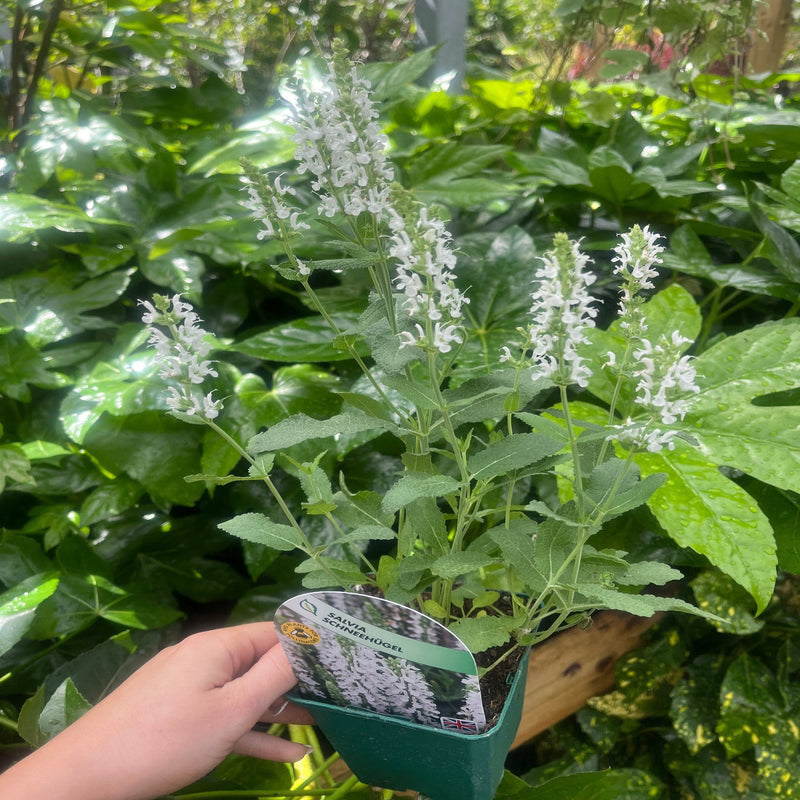 Salvia Schneehügel (9cm Pot) -