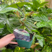 Euphorbia Amygdaloides 'purpurea' 9cm/2L -