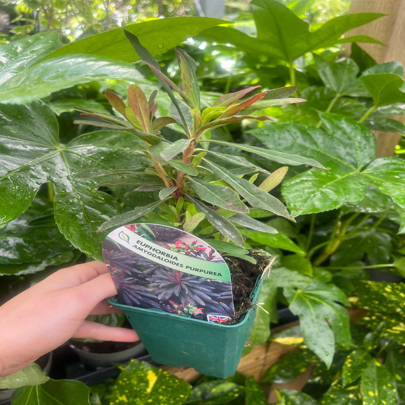 Euphorbia Amygdaloides 'purpurea' 9cm/2L -