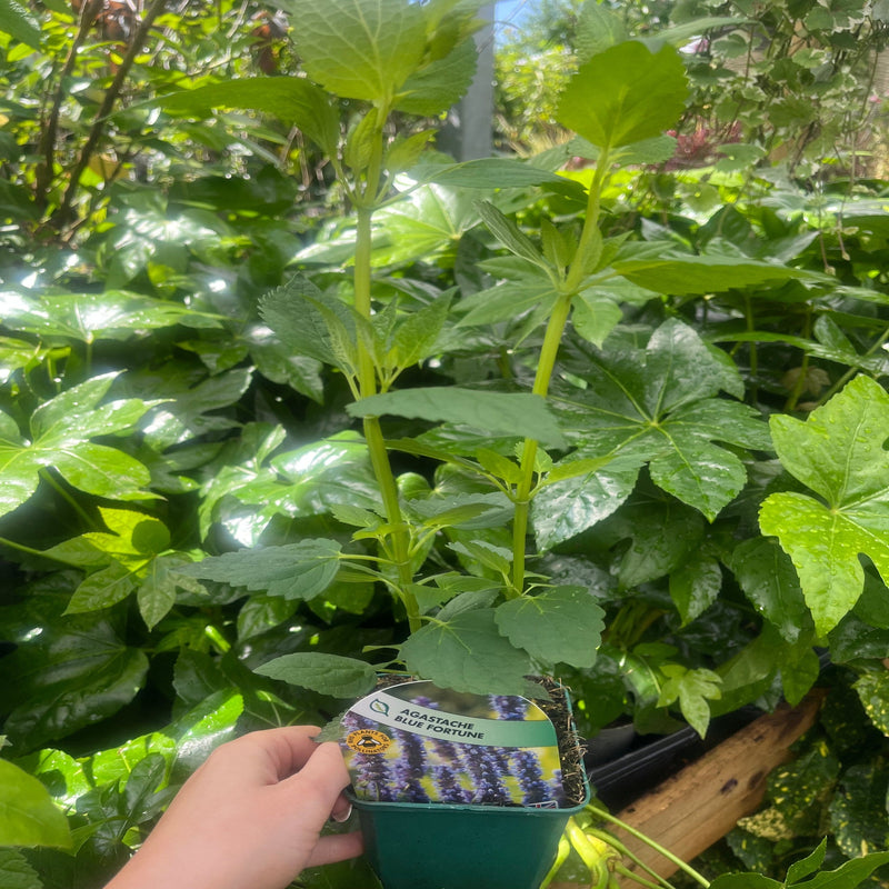 AGASTACHE 'Blue Fortune' 9cm -