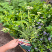 Achillea 'Summer Pastels' 9cm -