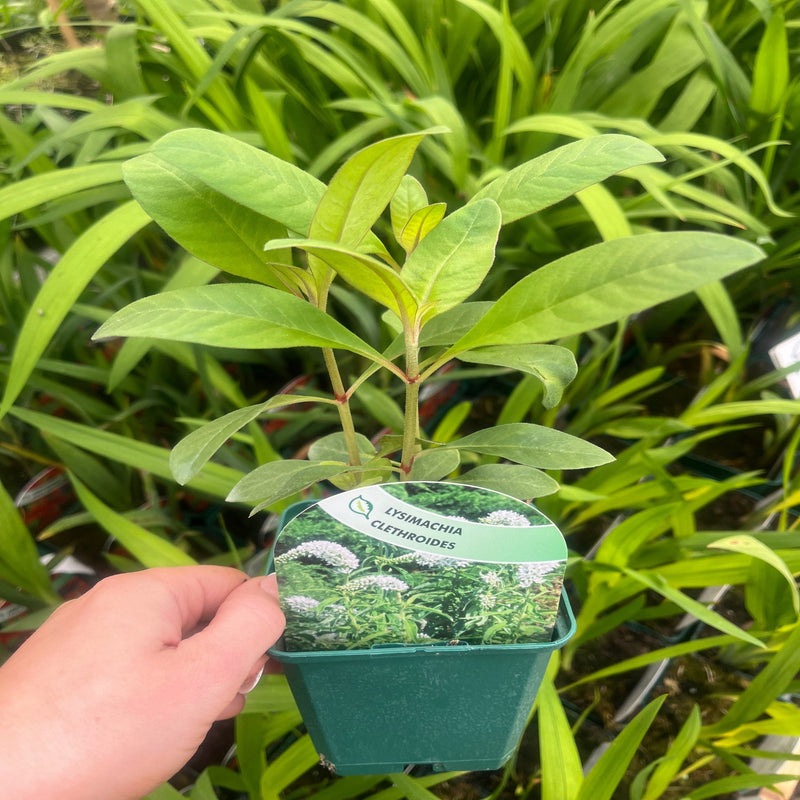 Lysimachia clethroides 9cm -