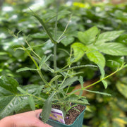 Verbena bonariensis Lollipop 9cm/2L -