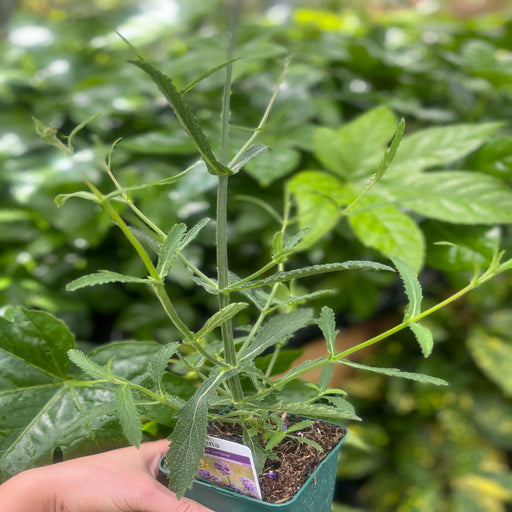 Verbena bonariensis Lollipop 9cm/2L -