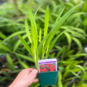 Crocosmia x crocosmiiflora 'Emberglow' 9cm/2L -