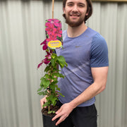 Clematis 'Westerplatte' 90-100cm -