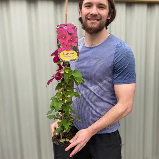 Clematis 'Westerplatte' 90-100cm -