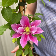 Clematis 'Piilu' 80cm Cane -