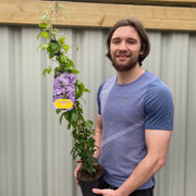 Clematis 'Justa' (80cm Cane) -