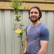 Clematis 'Prince William' 70cm ('Zo08171') -