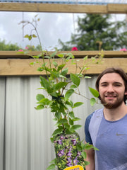 Clematis 'Prince William' 70cm ('Zo08171') -