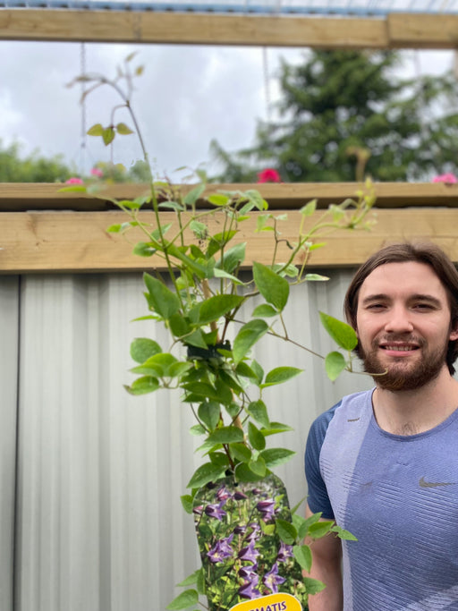 Clematis 'Prince William' 70cm ('Zo08171') -