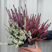 Mix of 3 Calluna Heather (9cm Pot) -