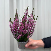 Mix of 3 Calluna Heather (9cm Pot) -