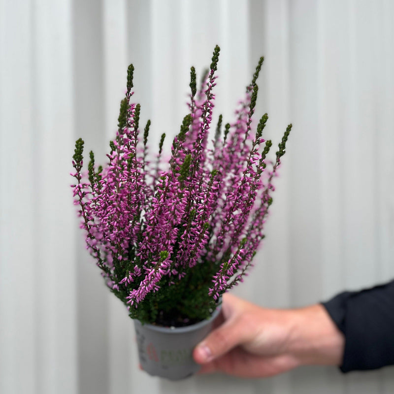 Mix of 3 Calluna Heather (9cm Pot) -