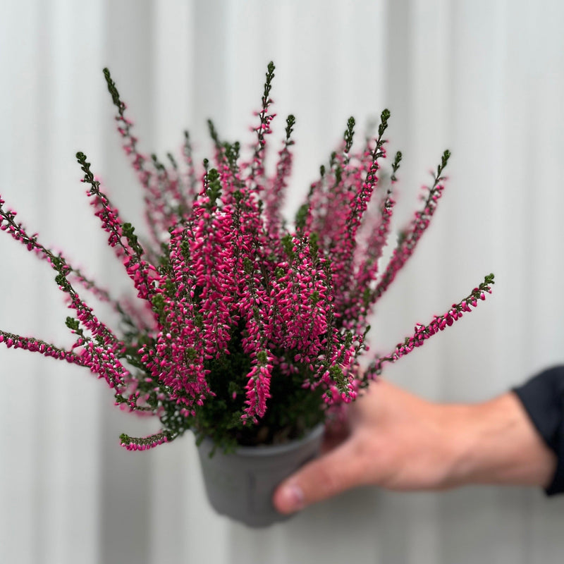 Mix of 3 Calluna Heather (9cm Pot) -