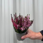 Mix of 3 Calluna Heather (9cm Pot) -