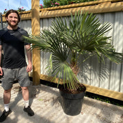 Trachycarpus Fortunei (160-80cm/ TRUNK 40-50cm) 25L -