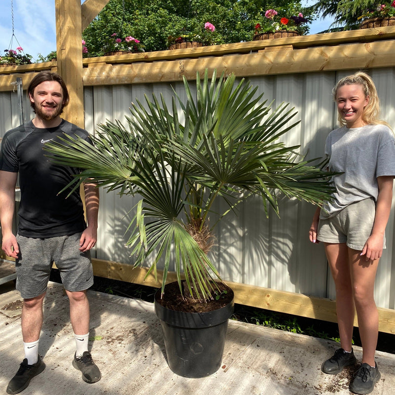 Trachycarpus Fortunei (160-80cm/ TRUNK 40-50cm) 25L -