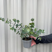 Eucalyptus gunnii Louis 9cm-3L -