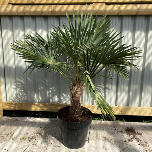 Trachycarpus Fortunei (160-80cm/ TRUNK 40-50cm) 25L -