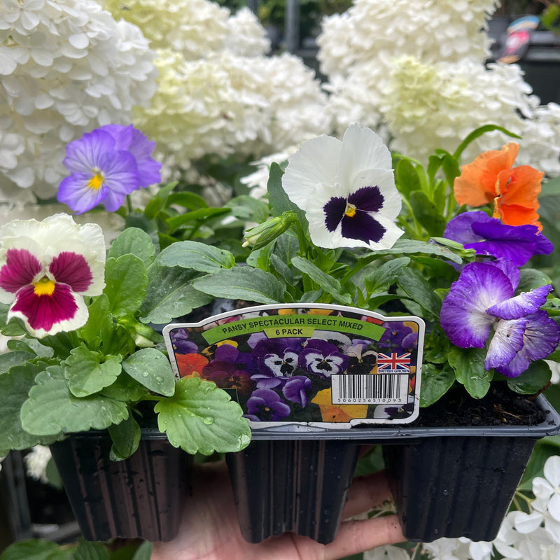 20 Pack Pansy Tray -