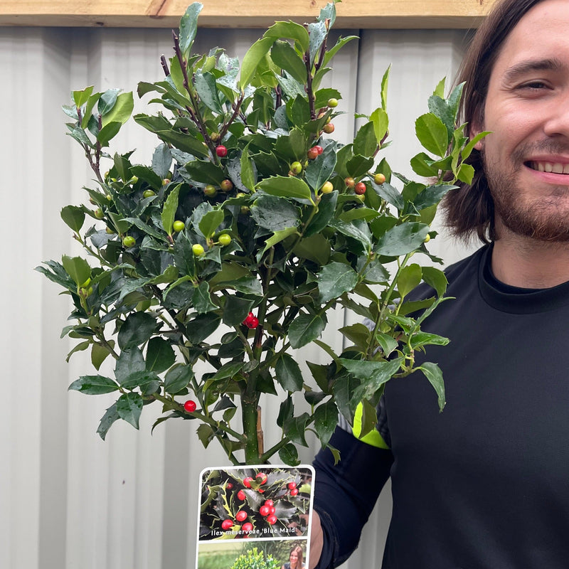 Standard Holly Tree | Ilex meserveae 'Blue Maid' | 50-60cm, 80-90cm -