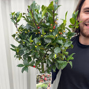 Standard Holly Tree | Ilex meserveae 'Blue Maid' | 50-60cm, 80-90cm -