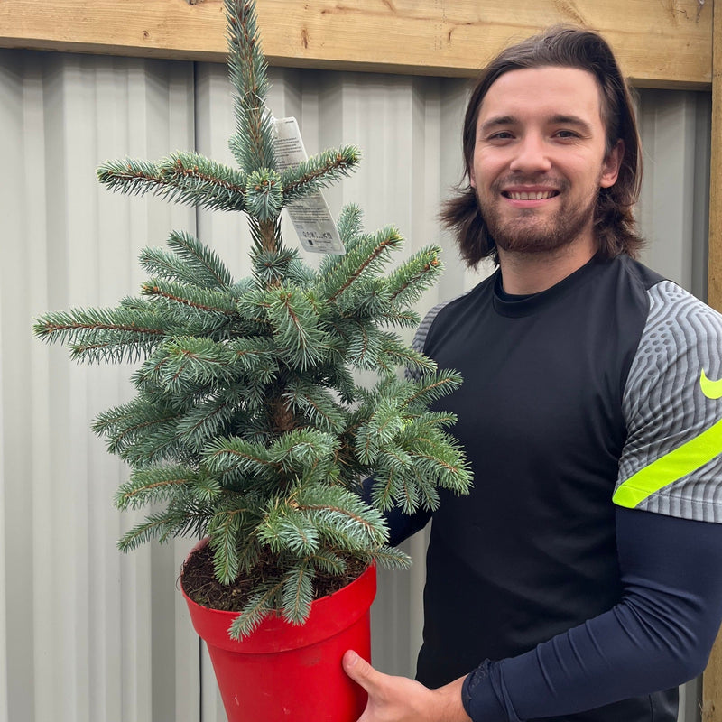 Potgrown Real Christmas Tree | Picea pungens 'Super Blue' | 50-60cm -