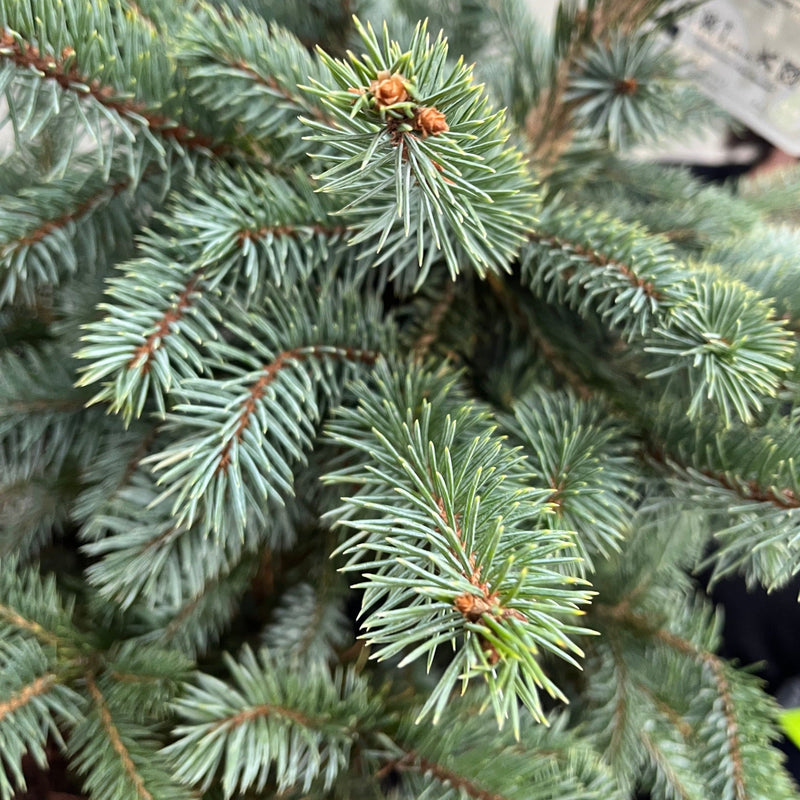Potgrown Real Christmas Tree | Picea pungens 'Super Blue' | 50-60cm -