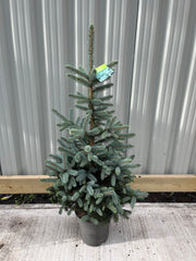 Potted Real Christmas Tree | Picea pungens Super Blue | 70-80cm -