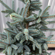 Potted Real Christmas Tree | Picea pungens Super Blue | 70-80cm -